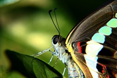 Graphium teredon