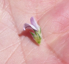 Aspalathus cephalotes violacea