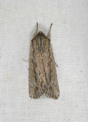 Persectania dyscrita