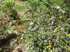 Aspalathus cephalotes violacea