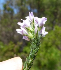 Aspalathus cephalotes violacea