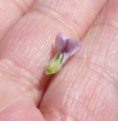 Aspalathus cephalotes violacea