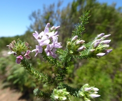 Aspalathus cephalotes violacea