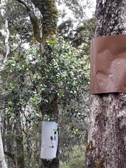 Peraxilla colensoi