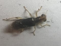 Phyllobaenus verticalis