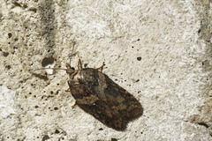 Acleris pulverosana