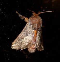 Doratifera stenora