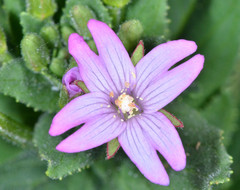 Epilobium ciliatum watsonii