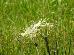 Hymenocallis liriosme
