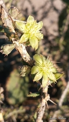 Cylindropuntia leptocaulis