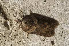Acleris pulverosana