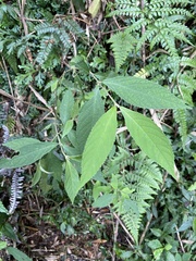 Callicarpa randaiensis
