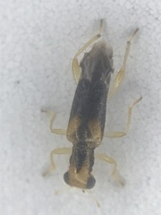 Phyllobaenus verticalis