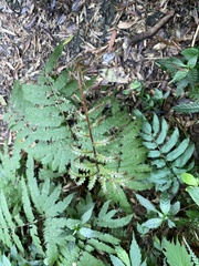 Pteris setulosocostulata
