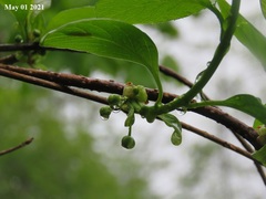 Schisandra chinensis