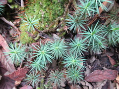 Dawsonia