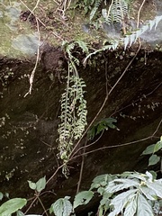 Asplenium gueinzianum
