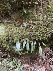 Lemmaphyllum diversum