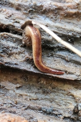 Australopacifica spectabilis