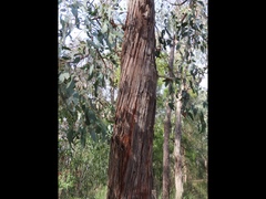 Eucalyptus macrorhyncha