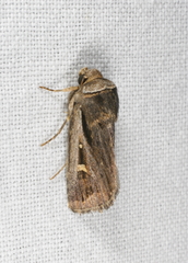 Proteuxoa chrysospila