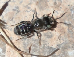 Hoplitis biscutellae