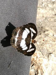 Limenitidinae