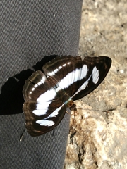 Limenitidinae