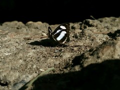 Limenitidinae