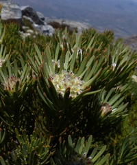 Leucadendron dregei