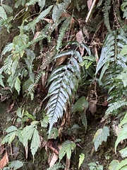 Asplenium wrightii
