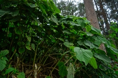 Urera caracasana