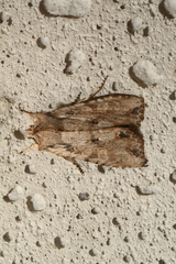 Lithophane disposita