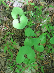 Asarum canadense reflexum
