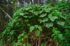 Urera caracasana