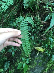 Polystichum hancockii