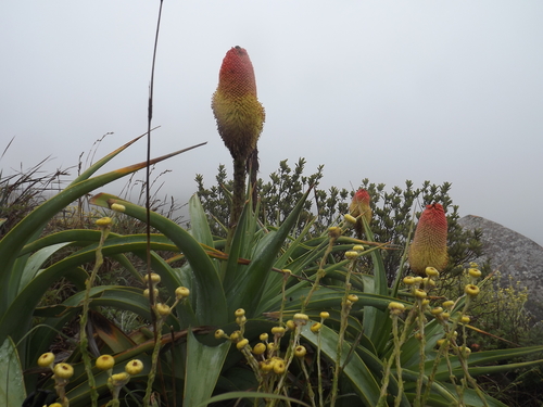Image of Kniphofia northiae by (c) James Deacon, some rights reserved (CC BY-SA)