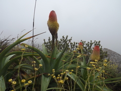Kniphofia northiae