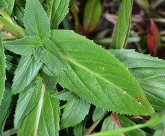 Epilobium ciliatum watsonii