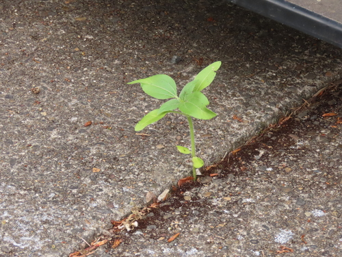 Helianthus annuus