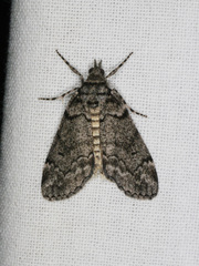 Smyriodes trigramma
