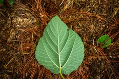 Urera caracasana