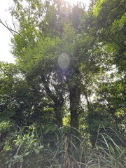 Quercus sessilifolia