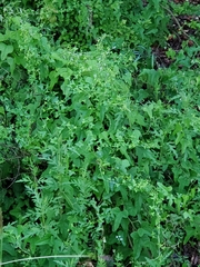 Angiospermae