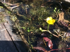 Ranunculus flabellaris