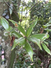 Quercus sessilifolia
