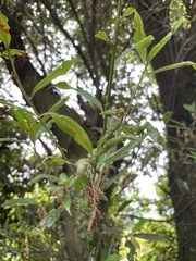 Quercus sessilifolia