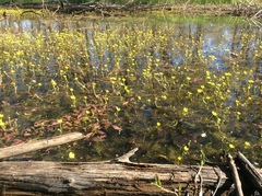 Ranunculus flabellaris