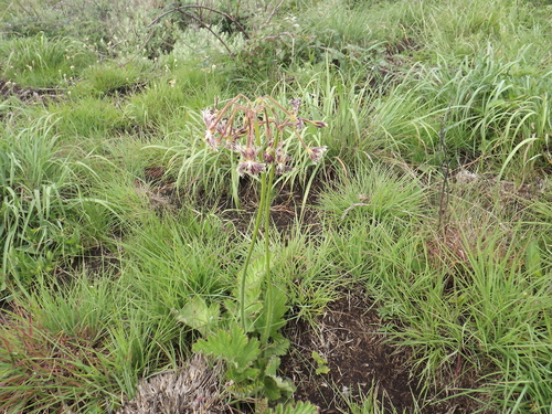 Image of Pelargonium schizopetalum by (c) James Deacon, some rights reserved (CC BY-SA)