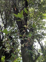 Quercus sessilifolia